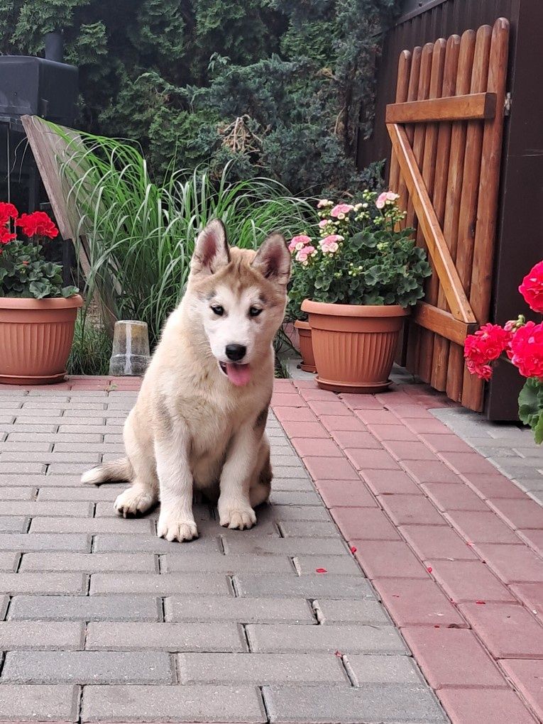 Szczeniak Siberian Husky