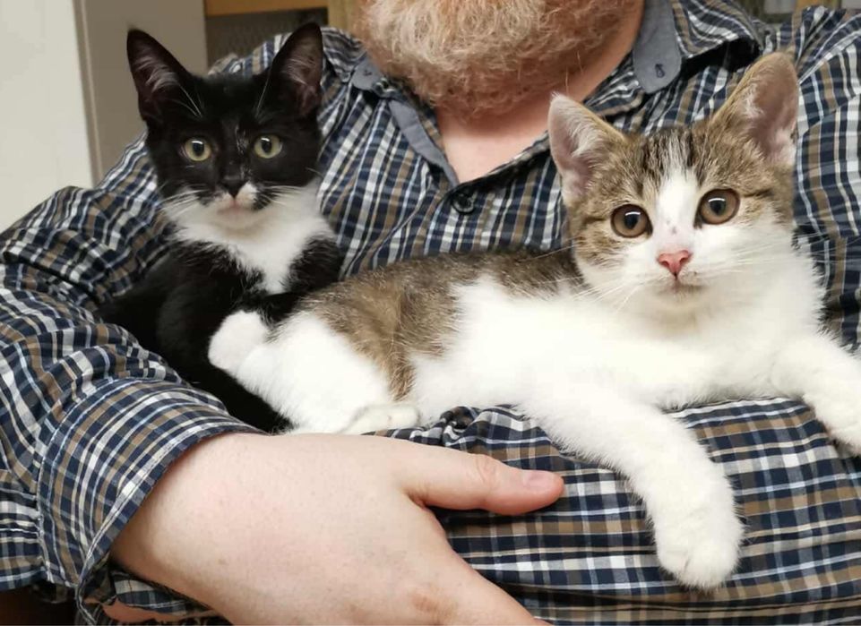 Oren & Ido kocurki do adopcji