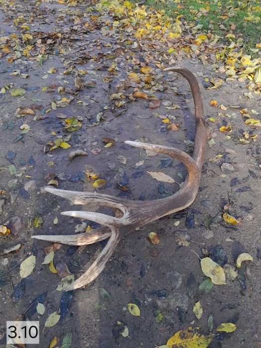 Poroże zrzuty rogi.