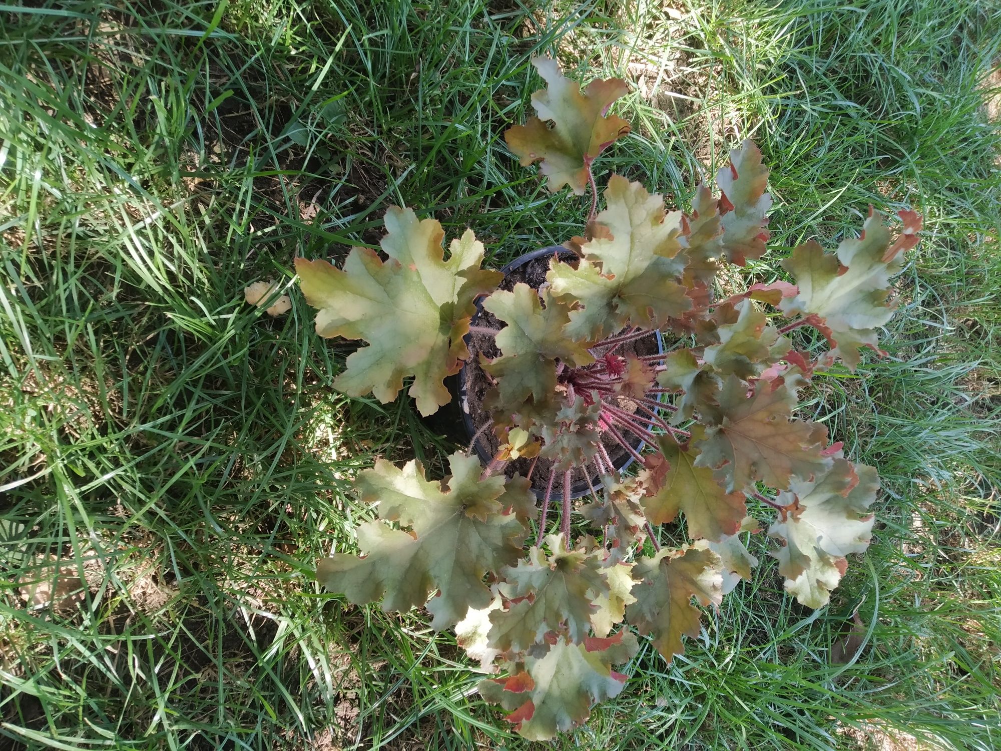 Гейхера Мармелад. Heuchera Marmalad