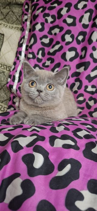 Шотландська прямовушка кішечка