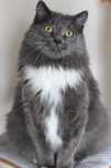 Do adopcji kot kastrowany 7-letni