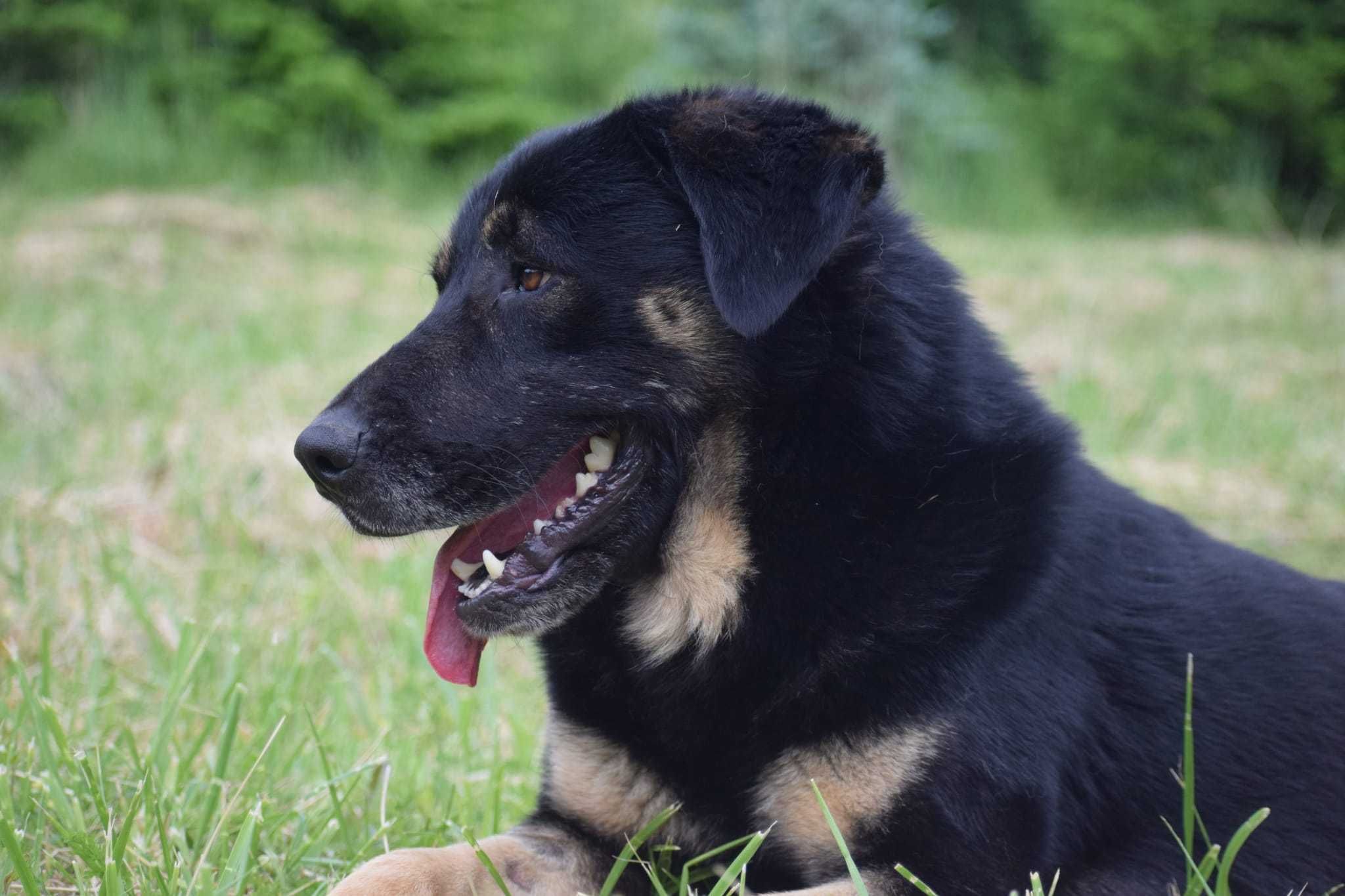 Horus do pilnej adopcji!