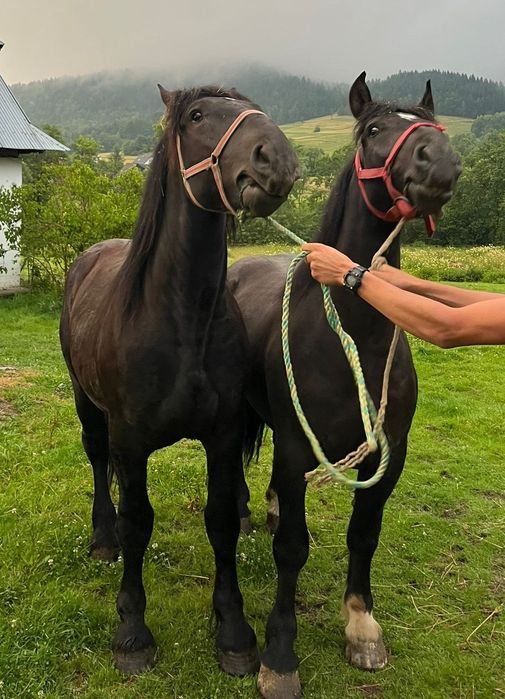 Sprzedam parę koni zimnokrwistych
