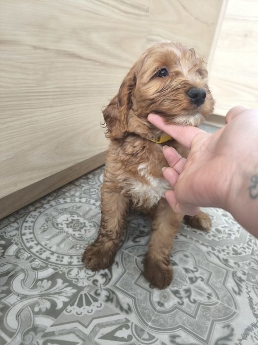 Cockapoo F1 Cudny piesek