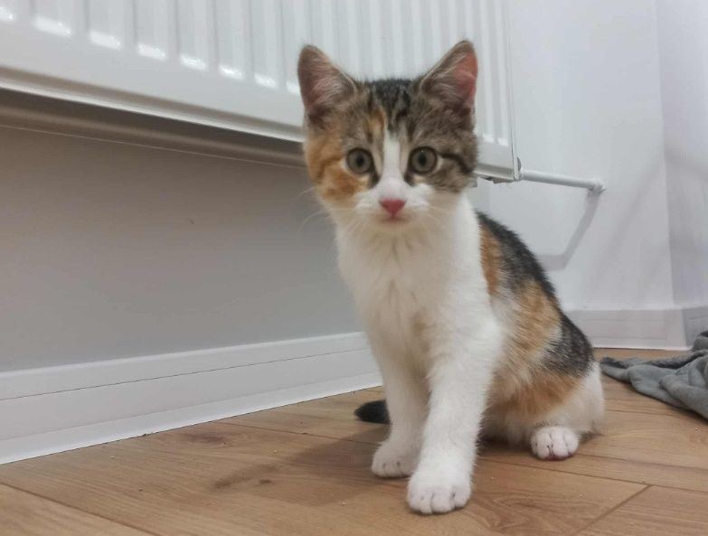 Kociaki szukają dobrego domu.