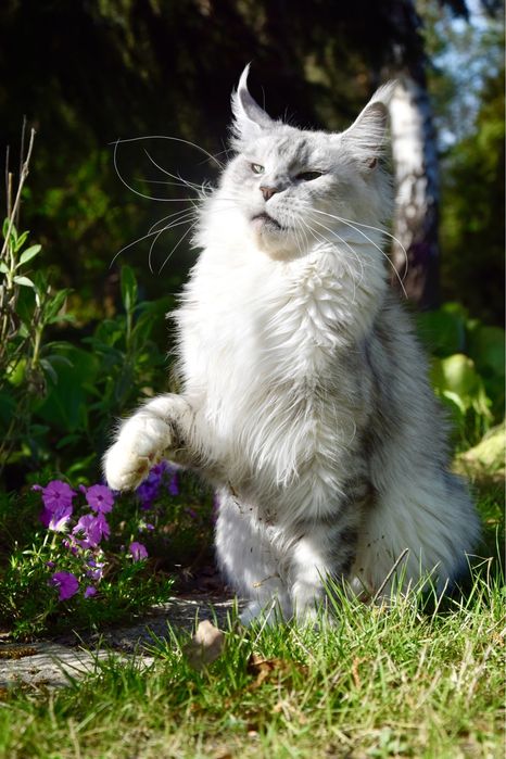 Wyjątkowy kocurek maine coon, rodowód FPL