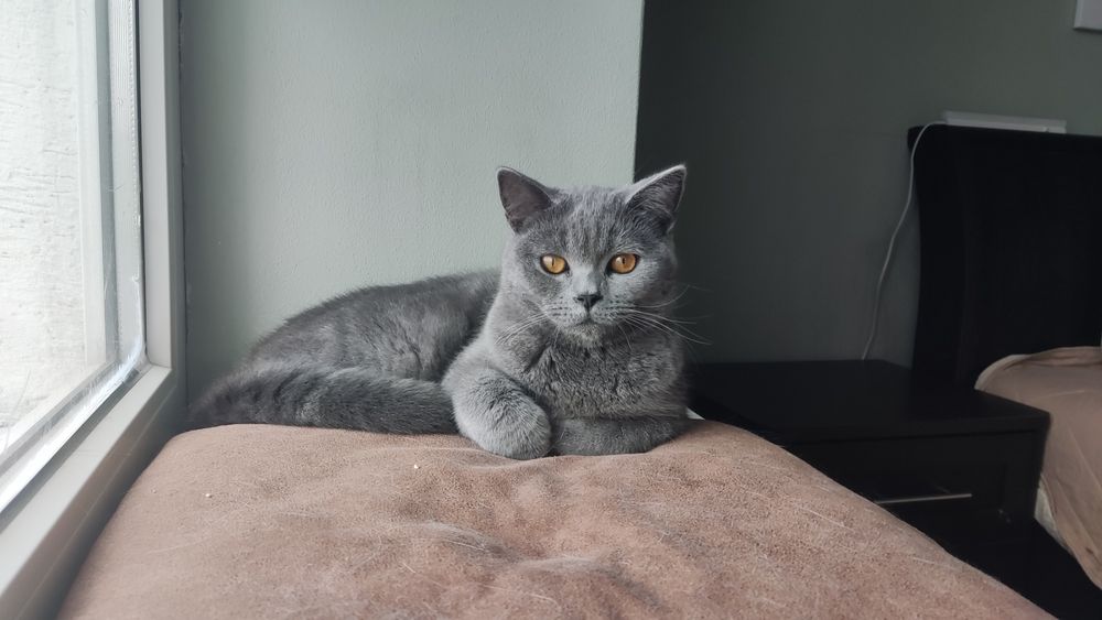 Шотландські кошенята