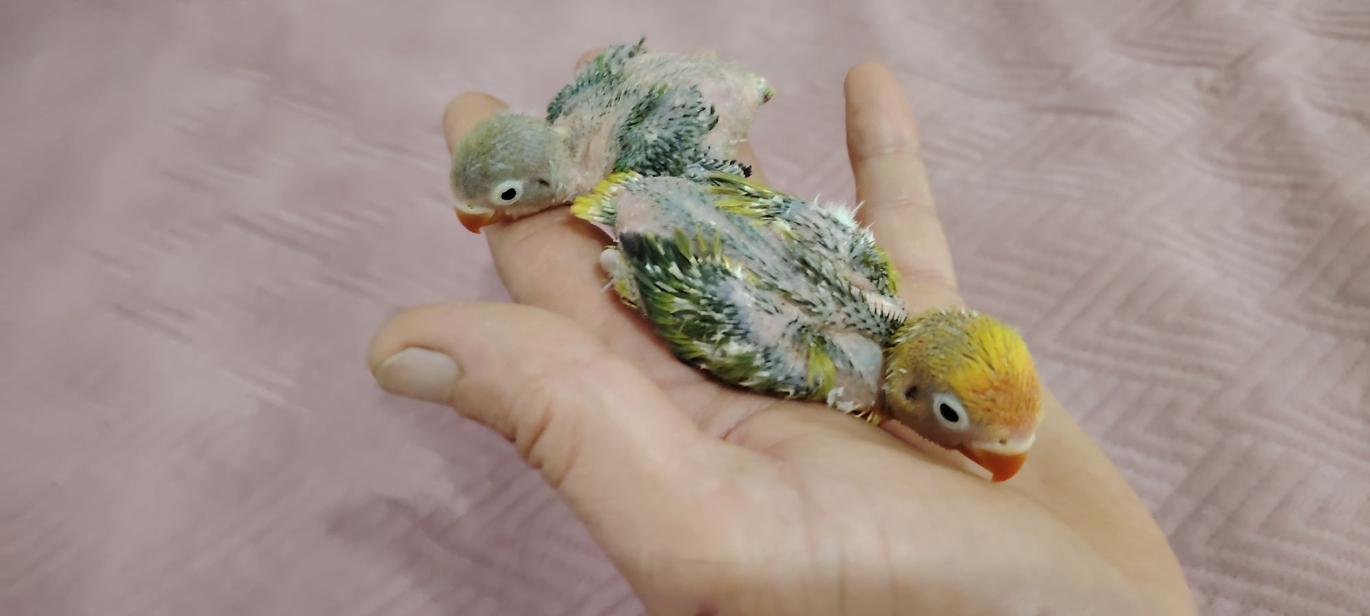 Agapornis Fischers .