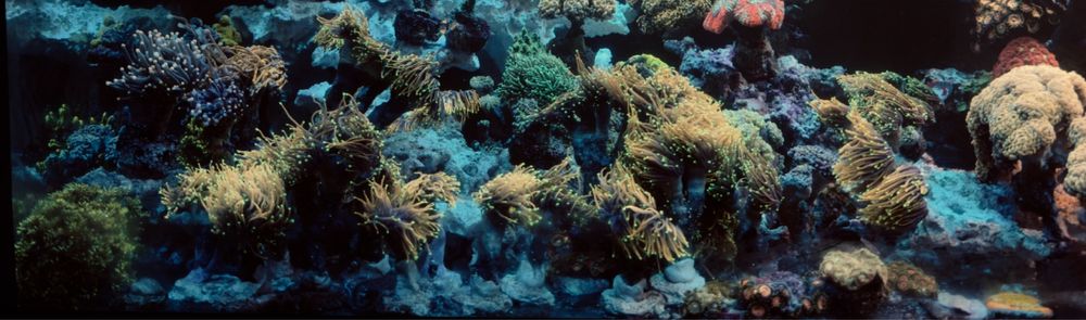 Euphyllia glabrescens koralowiec