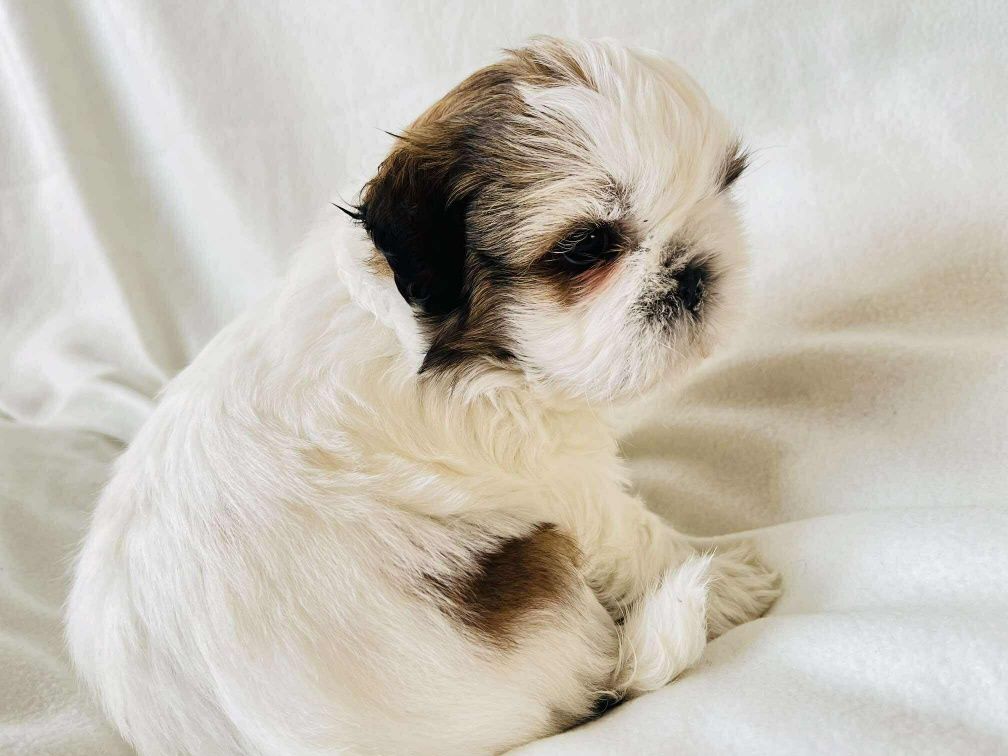Śliczny piesek Shih Tzu