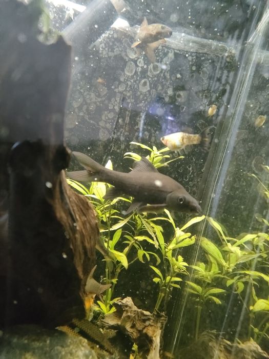 Labeo chrysophekadion (Black Shark Fish)