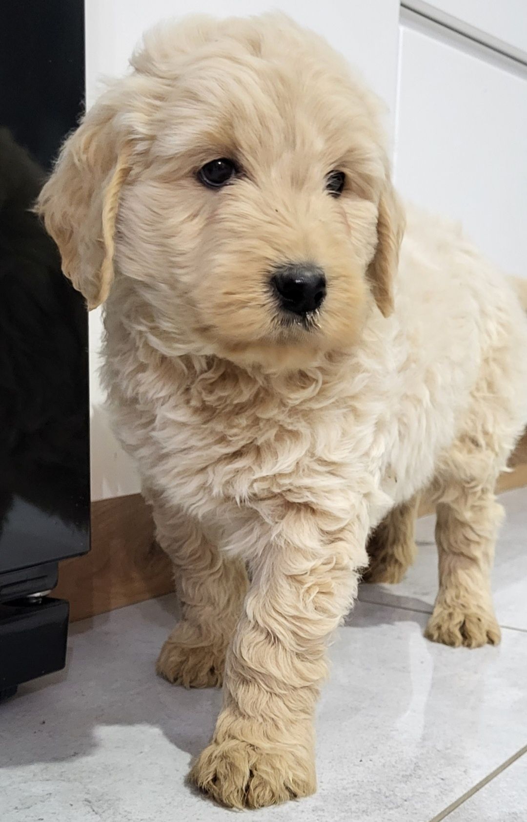 Goldendoodle   SUNIA  Gotowa do odbioru