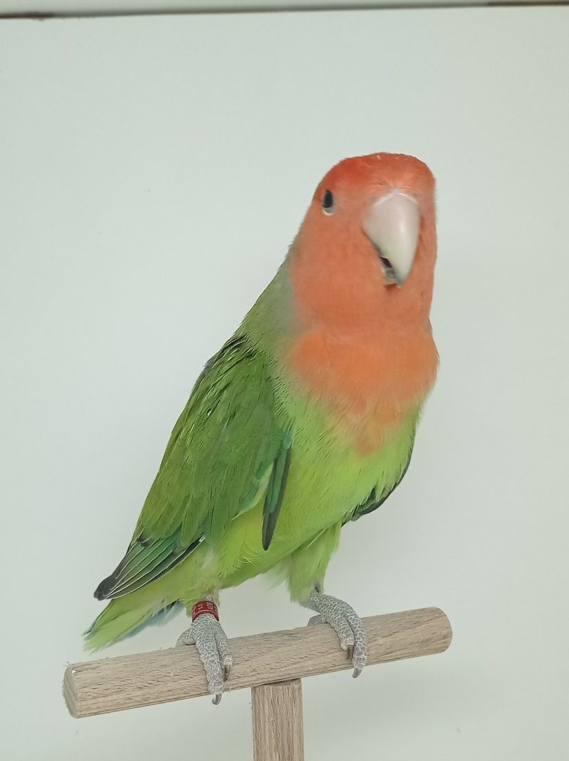 Agapornis Roseicolis longfeather