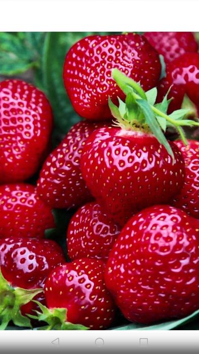 Sadzonki truskawek,różne odmiany.