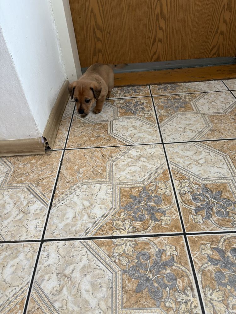 Oddam w dober ręce piesek ma 22dni mały bedzie juz sam je za darmo odd