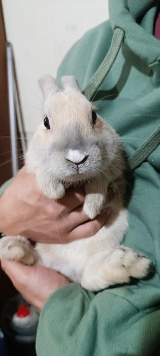 ADOÇÃO RESPONSÁVEL coelho anão