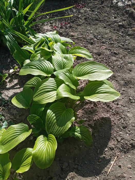 Садовые растения