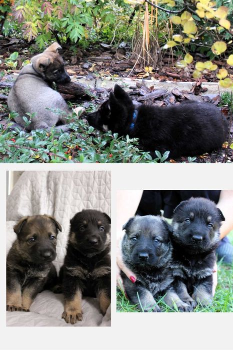 Цуценята східноєвропейської вівчарки СЄВ/ВЕО