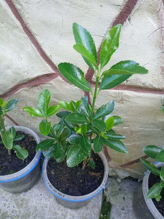 Кизильник горизонтальний 25 грн