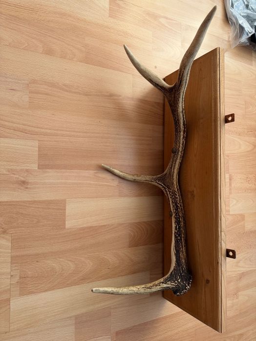 Róg jelenia na desce