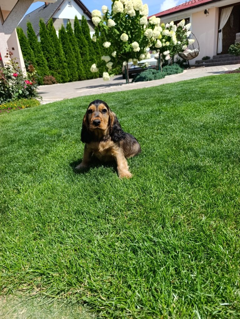 Szczeniak Cocker Spaniel - Sobolowy Chłopak