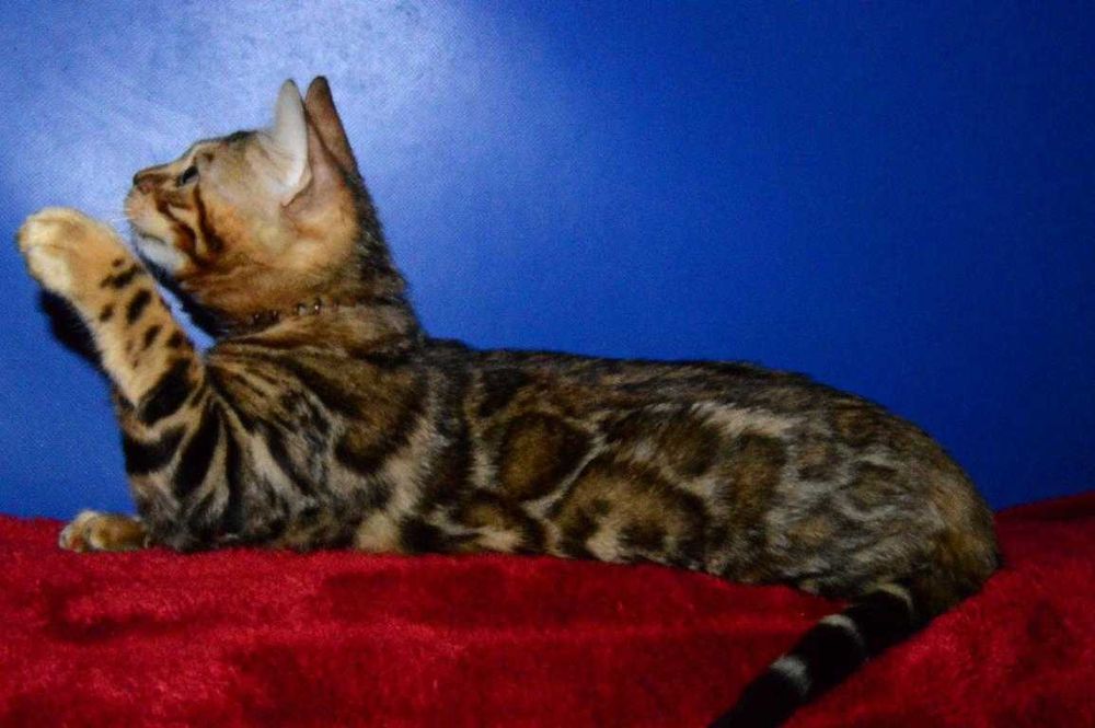 Отличный котенок. Мальчик. Документы. Распродажа.