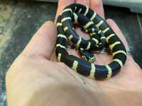 Черно белая королевская молочная змея калифорнийская - ручные особи