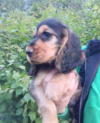 Cicker Spaniel Angielski PIESEK