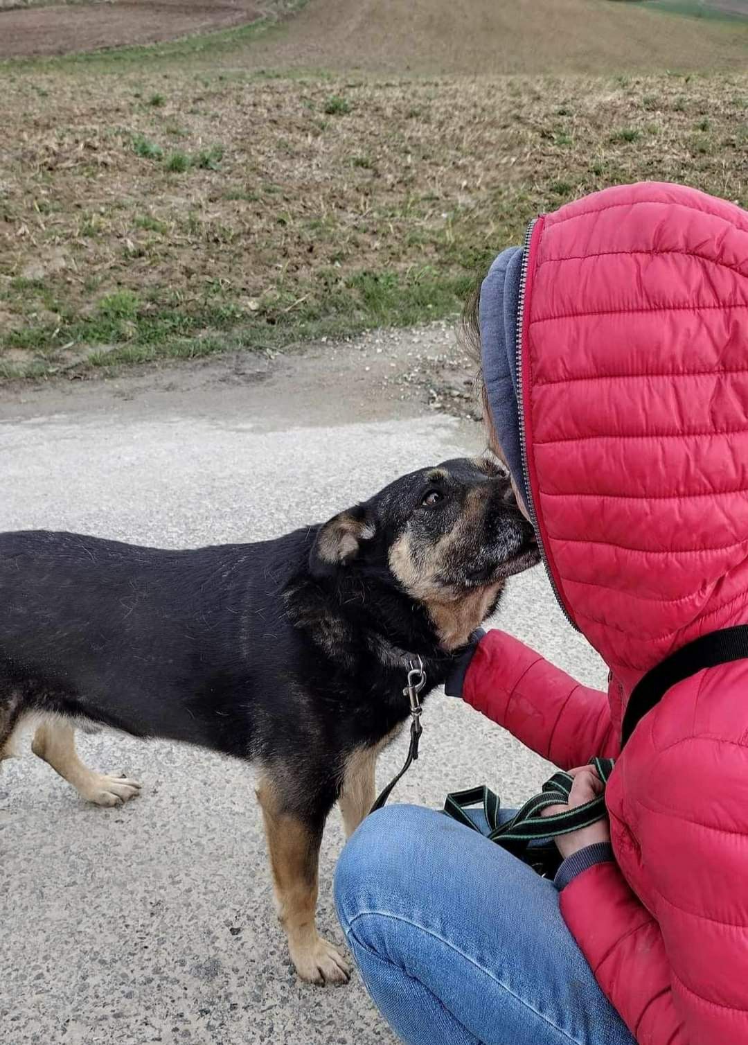 Psi Anioł szuka domu