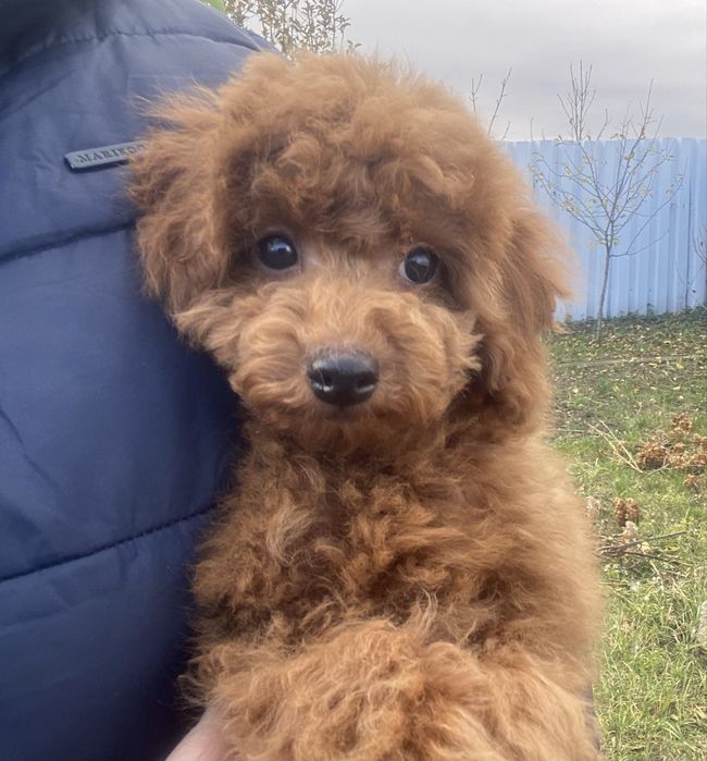 Пудель міні Ред Браун