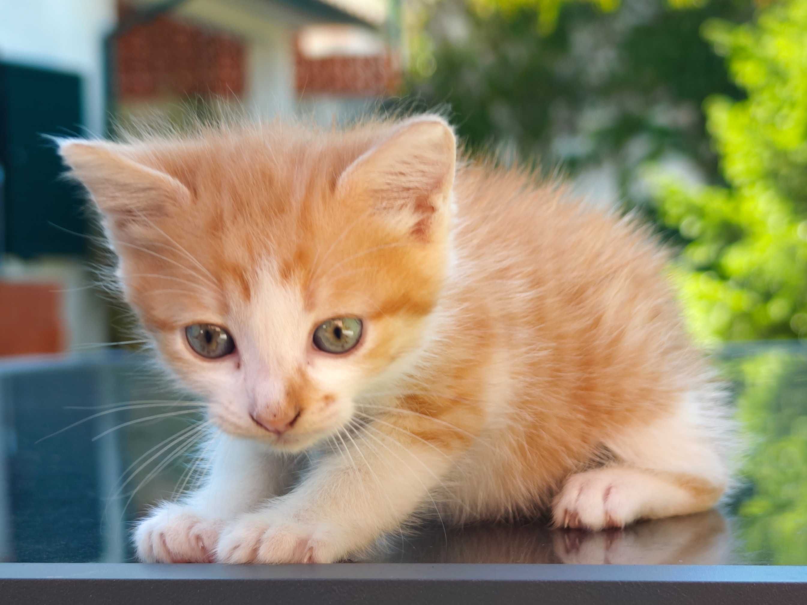 Gatinho para adoção responsável
