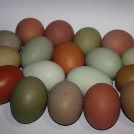 Інкубаційне яйце міксу порід