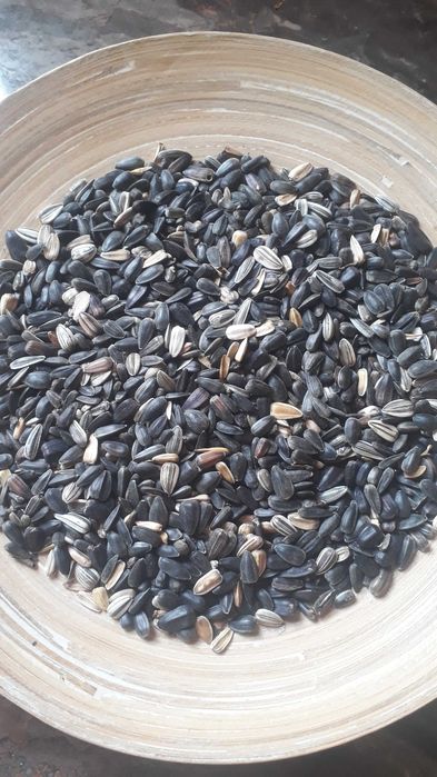 Słonecznik ozdobny na kwiaty cięte nasiona.