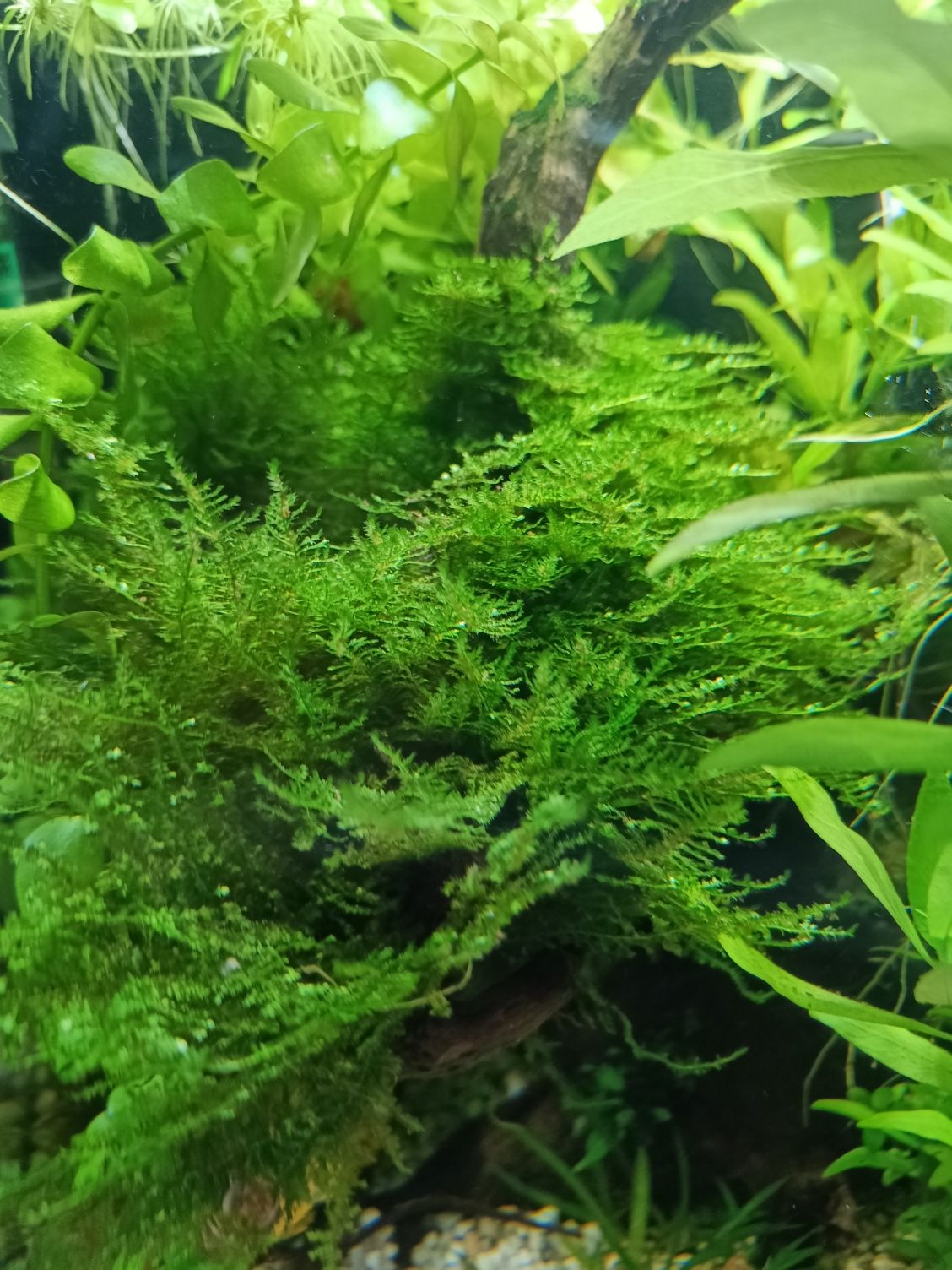 Plantas de aquário