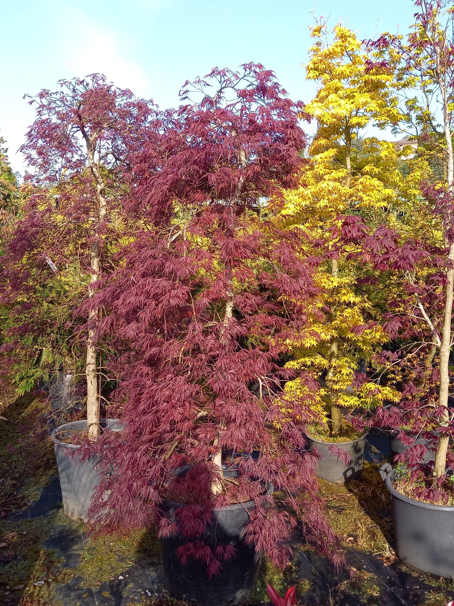 Acer Palmatum "Garnet"