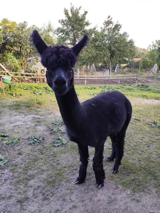 Samiec Alpaka Huacaya