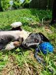 Lilka - 8 kg, maleńka, przemiła, kochająca człowieka sunia!
