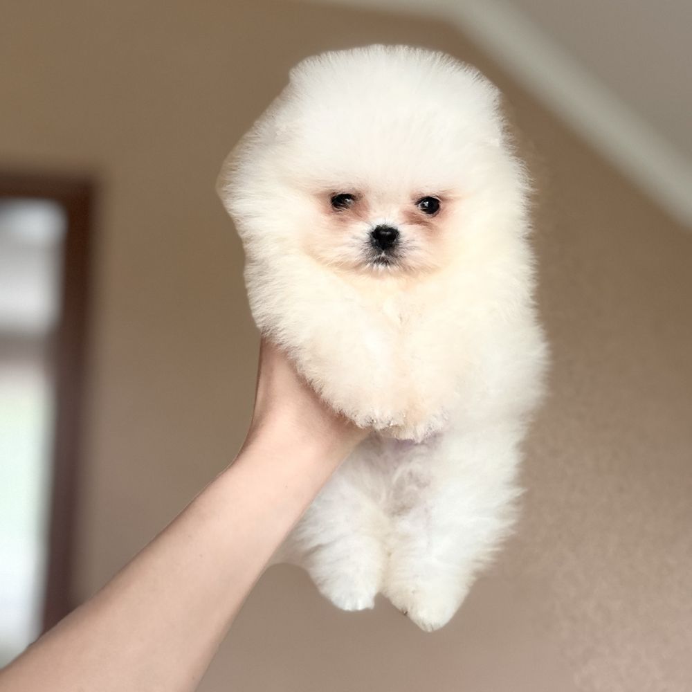 Міні хлопчик шоу классу