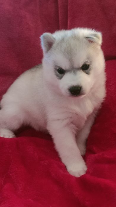 Szczenięta siberian husky najwyższej klasy ZKwP FCI