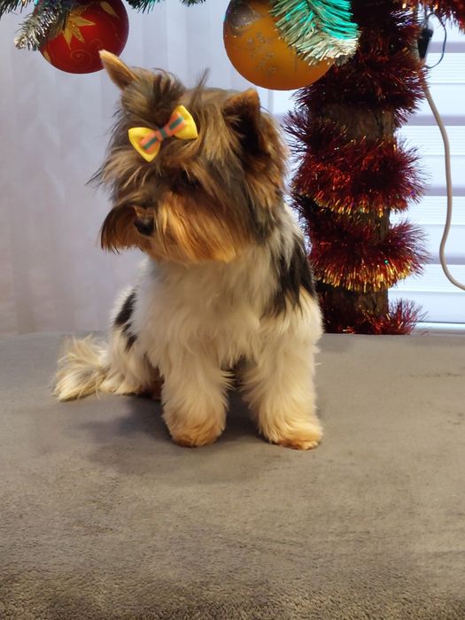 Suczka Yorkshire terrier Biewer