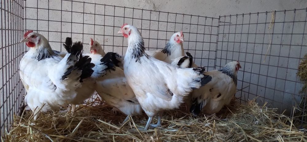 Rosa 24 tygodnie z JAJKIEM. Wysyłamy na Całą Polskę!