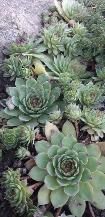 пропоную очитки та інші грунтопокривні рослини для камянистих садів