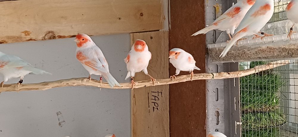 Canario vermelho mosaico