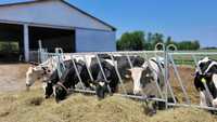 ogrodzenia wybieg dla bydła mlecznego paszowe