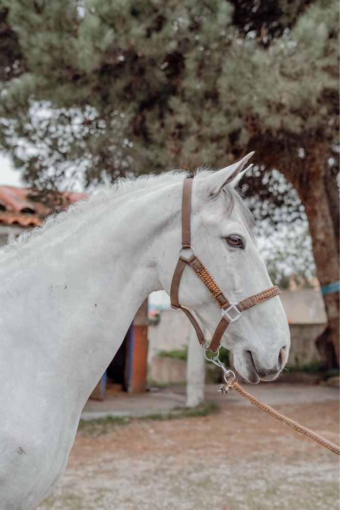 Garfield - cavalo cruzado 14 anos