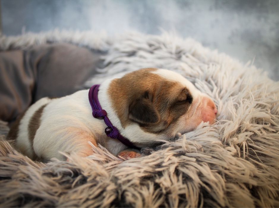 Owczarek srodkowoazjatycki