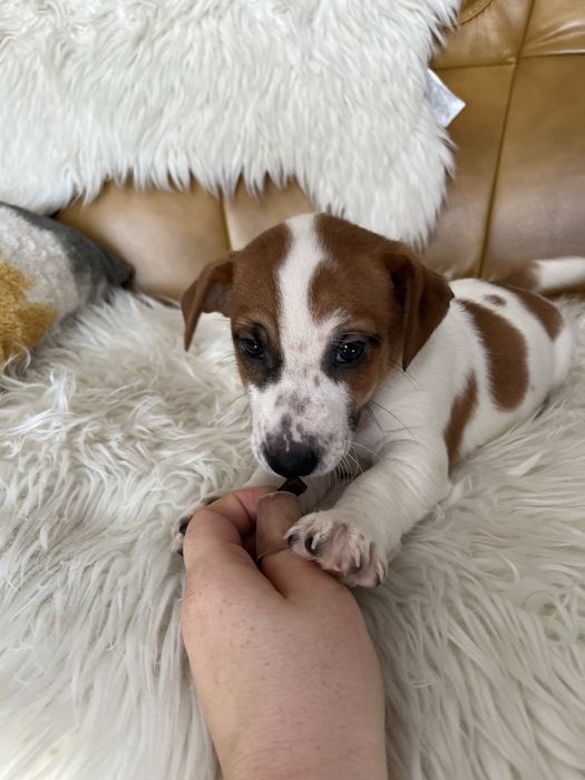 Jack Russell Terrier szczeniak - pies