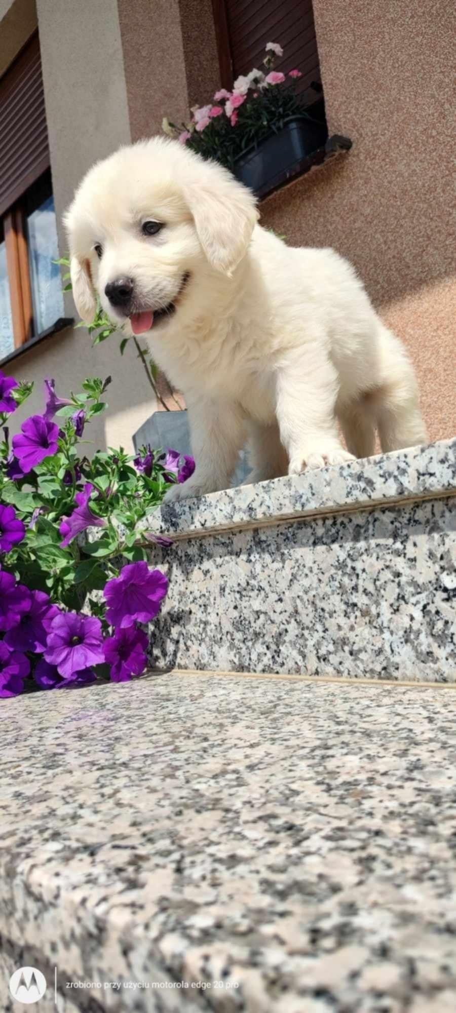 Golden retriever szczeniak