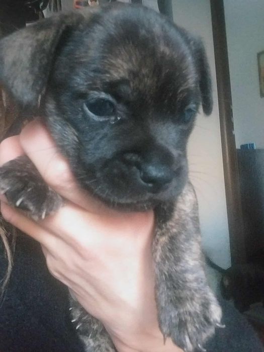 Oddam pieski do nowych domków